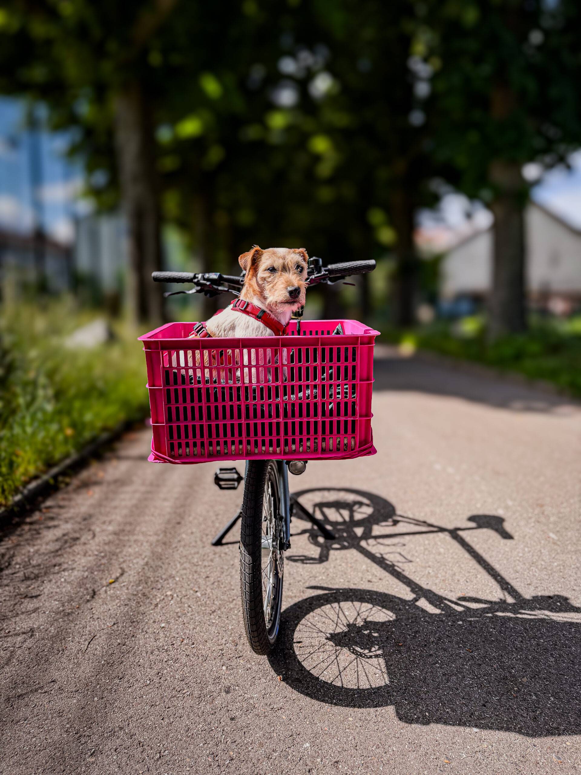 quirkativ -Flinc Cycles - quirder.com